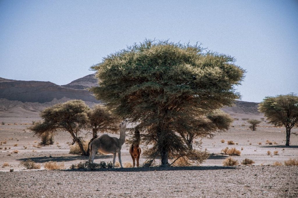 camel eating